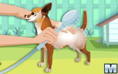 Juego de vestir un perro