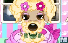 Pampered dog salon