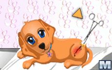 Dog Health Care