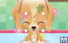Cute Puppy Care
