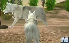 Wild Wolves