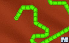 Radioactive Snakes From Mars