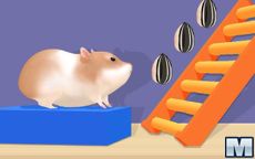 Hamster Stick Maze