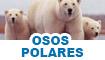 Juegos de osos polares