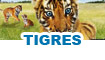 Tigres